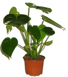 MONSTERA DELICIOSA